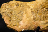 07735 - Top Rare 11.34 Inch Unidentified Dinosaur Partial Vertebral Bone Cretaceous KemKem