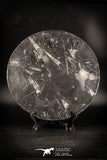 88892 - Top Beautiful Decorative Polished Circle Shaped Plate with Devonian Fossils