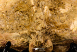 07735 - Top Rare 11.34 Inch Unidentified Dinosaur Partial Vertebral Bone Cretaceous KemKem