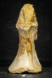 22173 - Top Rare 4.20 Inch Spinosaurus Dinosaur Partial Caudal (Tail) Vertebra Bone Cretaceous KemKem Beds