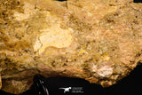07735 - Top Rare 11.34 Inch Unidentified Dinosaur Partial Vertebral Bone Cretaceous KemKem