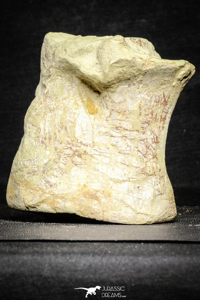 22174 - Top Rare 4.74 Inch Spinosaurus Dinosaur Partial Caudal (Tail) Vertebra Bone Cretaceous KemKem Beds