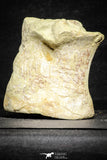 22174 - Top Rare 4.74 Inch Spinosaurus Dinosaur Partial Caudal (Tail) Vertebra Bone Cretaceous KemKem Beds
