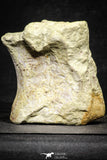 22174 - Top Rare 4.74 Inch Spinosaurus Dinosaur Partial Caudal (Tail) Vertebra Bone Cretaceous KemKem Beds