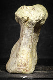 22174 - Top Rare 4.74 Inch Spinosaurus Dinosaur Partial Caudal (Tail) Vertebra Bone Cretaceous KemKem Beds