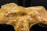 07735 - Top Rare 11.34 Inch Unidentified Dinosaur Partial Vertebral Bone Cretaceous KemKem