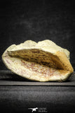 22174 - Top Rare 4.74 Inch Spinosaurus Dinosaur Partial Caudal (Tail) Vertebra Bone Cretaceous KemKem Beds