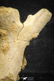 22175 - Top Rare 4.98 Inch Spinosaurus Dinosaur Partial Caudal (Tail) Vertebra Bone Cretaceous KemKem Beds