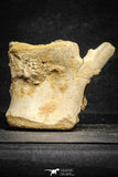 22175 - Top Rare 4.98 Inch Spinosaurus Dinosaur Partial Caudal (Tail) Vertebra Bone Cretaceous KemKem Beds