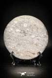 88895 - Top Beautiful Decorative Polished Cirlce Shaped Plate with Devonian Fossils