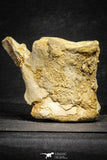 22175 - Top Rare 4.98 Inch Spinosaurus Dinosaur Partial Caudal (Tail) Vertebra Bone Cretaceous KemKem Beds