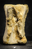 22175 - Top Rare 4.98 Inch Spinosaurus Dinosaur Partial Caudal (Tail) Vertebra Bone Cretaceous KemKem Beds