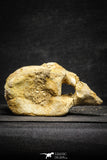 22175 - Top Rare 4.98 Inch Spinosaurus Dinosaur Partial Caudal (Tail) Vertebra Bone Cretaceous KemKem Beds