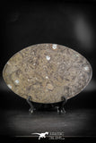 88897 - Top Beautiful Decorative Polished Oval Shaped Plate with Devonian Fossils