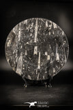 88898 - Top Beautiful Decorative Polished Circle Shaped Plate with Devonian Fossils