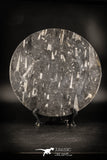 88898 - Top Beautiful Decorative Polished Circle Shaped Plate with Devonian Fossils