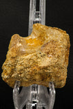 07737 - Top Beautiful 2.42 Inch Unidentified Crocodile Vertebra Bone Late Cretaceous