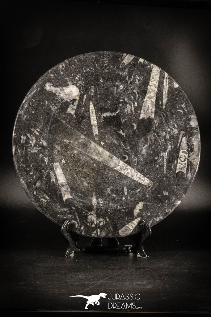 88902 - Top Beautiful Decorative Polished Circle Shaped Plate with Devonian Fossils