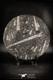 88902 - Top Beautiful Decorative Polished Circle Shaped Plate with Devonian Fossils