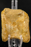 07738 - Top Quality 3.10 Inch Spinosaurus Dinosaur Partial Caudal (Tail) Vertebra Bone Cretaceous KemKem Beds