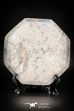 88904 - Top Beautiful Decorative Polished Octagon Shaped Plate with Devonian Fossils