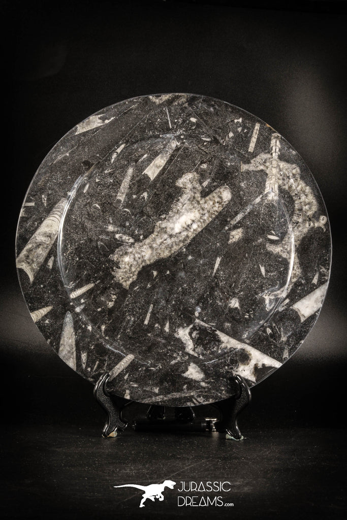 88905 - Top Beautiful Decorative Polished Circle Shaped Plate with Devonian Fossils