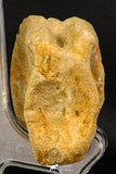07738 - Top Quality 3.10 Inch Spinosaurus Dinosaur Partial Caudal (Tail) Vertebra Bone Cretaceous KemKem Beds