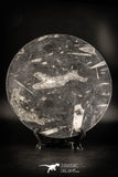 88905 - Top Beautiful Decorative Polished Circle Shaped Plate with Devonian Fossils