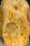 07738 - Top Quality 3.10 Inch Spinosaurus Dinosaur Partial Caudal (Tail) Vertebra Bone Cretaceous KemKem Beds