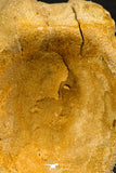 07738 - Top Quality 3.10 Inch Spinosaurus Dinosaur Partial Caudal (Tail) Vertebra Bone Cretaceous KemKem Beds
