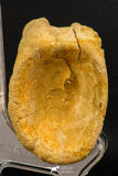 07738 - Top Quality 3.10 Inch Spinosaurus Dinosaur Partial Caudal (Tail) Vertebra Bone Cretaceous KemKem Beds