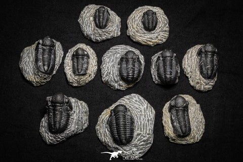 22074 - Great Collection of 10 Gerastos sp Devonian Trilobites