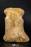 07738 - Top Quality 3.10 Inch Spinosaurus Dinosaur Partial Caudal (Tail) Vertebra Bone Cretaceous KemKem Beds