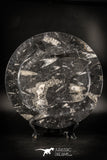 88907 - Top Beautiful Decorative Polished Circle Shaped Plate with Devonian Fossils