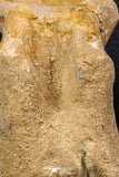 07738 - Top Quality 3.10 Inch Spinosaurus Dinosaur Partial Caudal (Tail) Vertebra Bone Cretaceous KemKem Beds