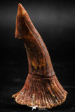 06087 - Top Quality 2.31 Inch Onchopristis numidus Cretaceous Sawfish Rostral Tooth