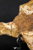 07741 - Beautiful 8.62 Inch Partial Unidentified Crocodile Frontal Skull Bone Late Cretaceous