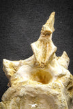 22176 - Extraordinary 6.89 Inch Kem Kem Unidentified Dinosaur Complete Dorsal Vertebra Bone