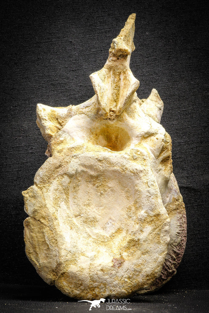 22176 - Extraordinary 6.89 Inch Kem Kem Unidentified Dinosaur Complete Dorsal Vertebra Bone