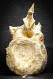 22176 - Extraordinary 6.89 Inch Kem Kem Unidentified Dinosaur Complete Dorsal Vertebra Bone