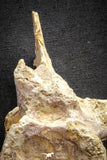 22176 - Extraordinary 6.89 Inch Kem Kem Unidentified Dinosaur Complete Dorsal Vertebra Bone