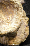 22176 - Extraordinary 6.89 Inch Kem Kem Unidentified Dinosaur Complete Dorsal Vertebra Bone