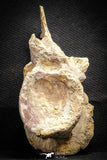 22176 - Extraordinary 6.89 Inch Kem Kem Unidentified Dinosaur Complete Dorsal Vertebra Bone