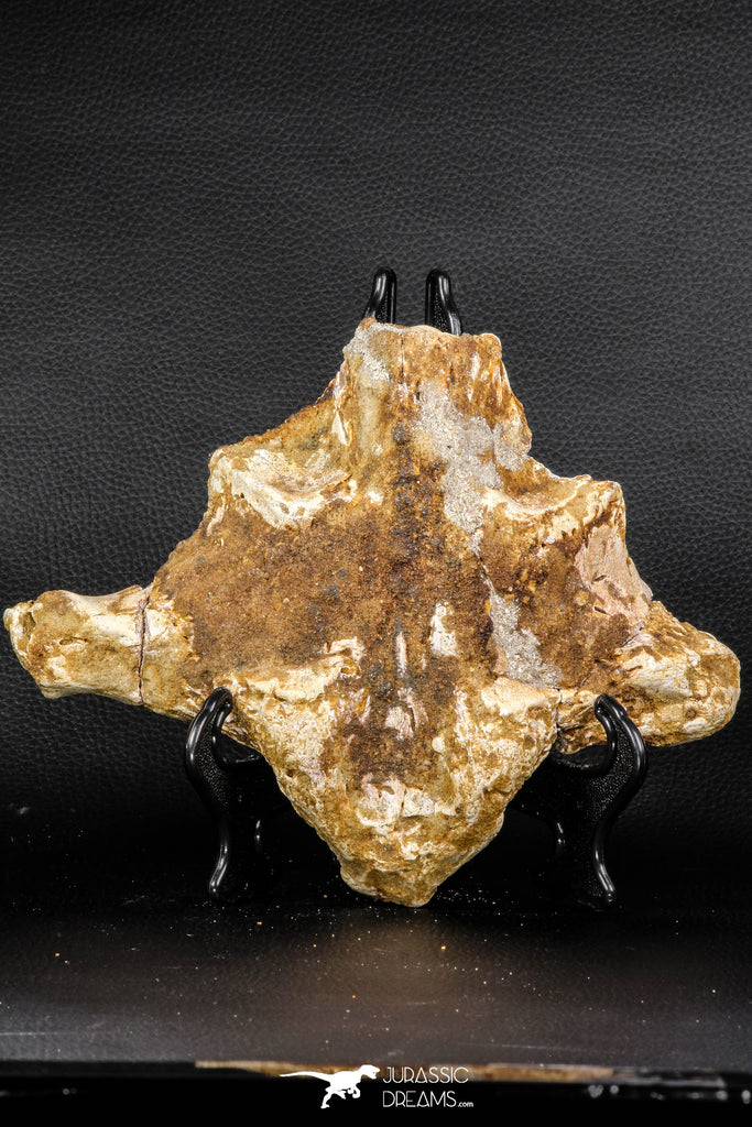 07741 - Beautiful 8.62 Inch Partial Unidentified Crocodile Frontal Skull Bone Late Cretaceous