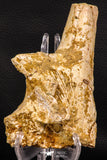 07743 - Beautiful 5.35 Inch Partial Unidentified Crocodile Skull Bone Late Cretaceous