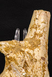07743 - Beautiful 5.35 Inch Partial Unidentified Crocodile Skull Bone Late Cretaceous