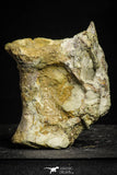 22228 - Top Rare 3.20 Inch Unidentified Theropod Dinosaur Vertebra (Tail) Bone Cretaceous KemKem