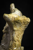 22228 - Top Rare 3.20 Inch Unidentified Theropod Dinosaur Vertebra (Tail) Bone Cretaceous KemKem