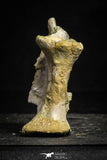 22228 - Top Rare 3.20 Inch Unidentified Theropod Dinosaur Vertebra (Tail) Bone Cretaceous KemKem