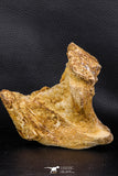 07746 - Museum Grade 4.84 Inch Ethmosphenoid Portion of Braincase of Mawsonia lavocati Cretaceous Coelacanth